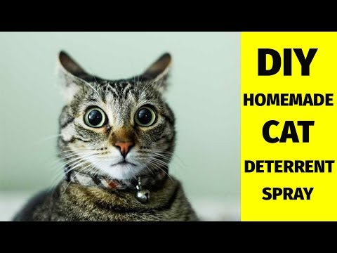 DIY Homemade Cat Deterrent Spray : Made Using Easily Available Materials At Home