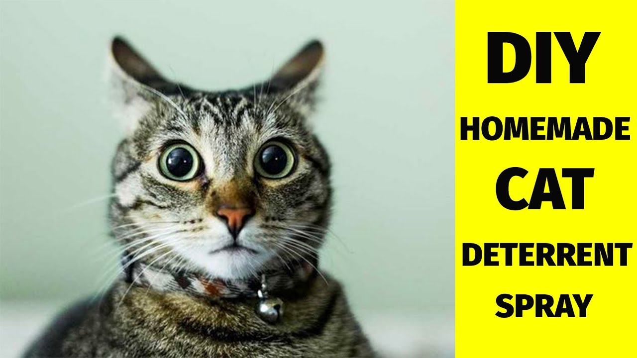 Show Your Cat Some Love: Purrfectly Clever Cat Hacks