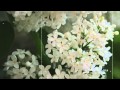 Виталий Доронин Расцвела сирень - черемуха в саду 
