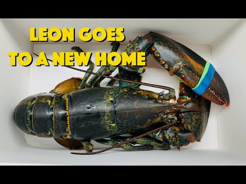 Here's The Update To The Lobster Who Was Rescued From The Grocery Store Saga That We've All Been Waiting For
