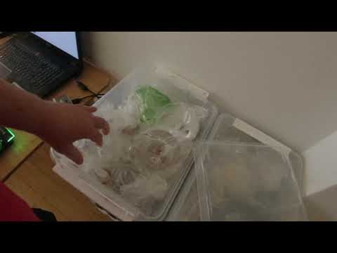 MongoTV_7134 - SKYLLER RØDE VINDRUER TIRSDAG EFTERMIDDAG OG SNAKKER