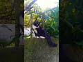 Prettiest Tuxie ️ Catvideo