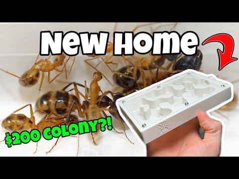 I Spent $200 on Ants… You Won’t Believe What Happened