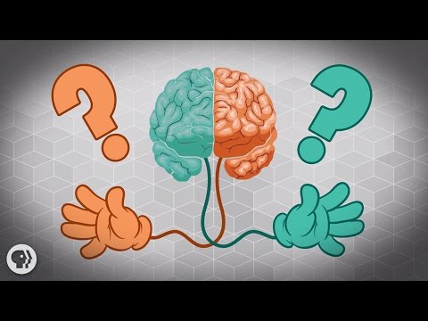 Why Are Some People Left-Handed? Video