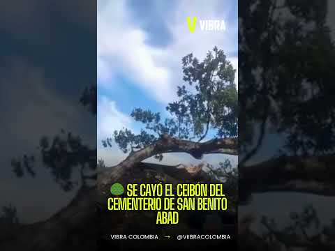 🌳 SE CAYÓ EL CEIBÓN DEL CEMENTERIO DE SAN BENITO ABAD