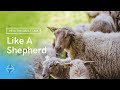 Like A Shepherd - Don Moen