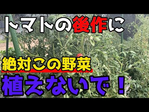 秋にトマトの後に何を植えることができますか？温室と庭用の7つの植物  庭園