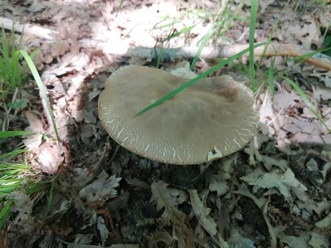 Grande raccolta di funghi porcini del 13 Giugno 2021