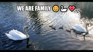 Wanderings by a pond continued: the gorgeous swan family &amp; a guest appearance 😊🦢💗