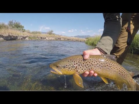 Big Spring Creek Trout- A Montana Fly Fishing Story