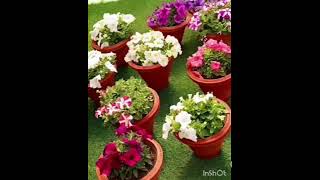 Salwan Montessori School Video