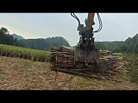 Sugarcane loading truck for beginners