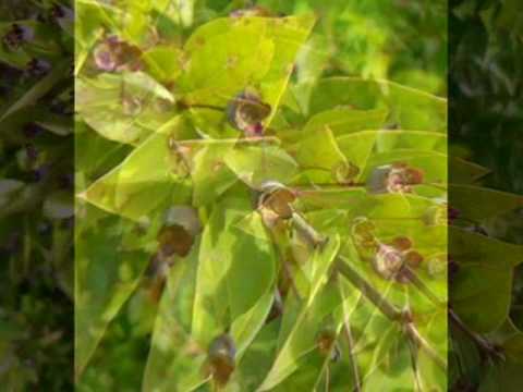 KLAPA ŠIBENIK - CVIT OD MRČE