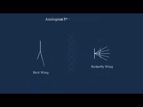 Embryological Evolution - Video
