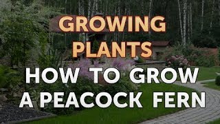 How to Grow a Peacock Fern