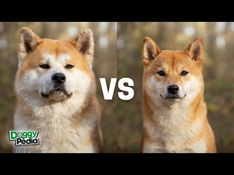 Akita Inu Vs Shiba Inu: What's the Difference? Which is Right for You?