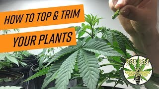 Topping &amp; Trimming Plants in Early Veg Stage