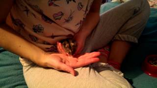 How to Tame A Russian Dwarf Hamster - Advanced Guide