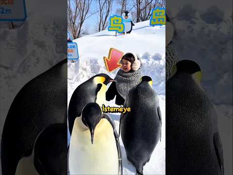 🐧Yavru Penguenlerle Dostluk❗