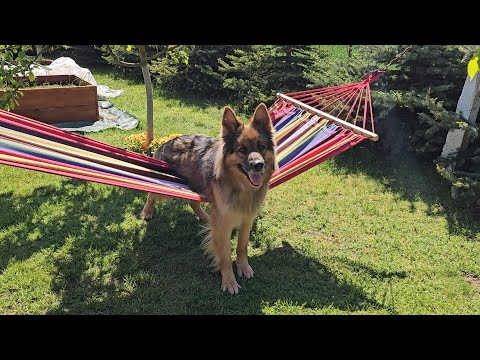 Stasiu couldn't resist and pecked Ares - Arciu forgave him