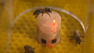 Miniatura do vídeo