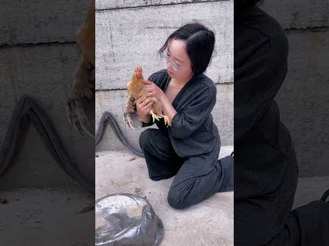 لقد أنقذت حياة الدجاجة! 🥳💞 #قصير