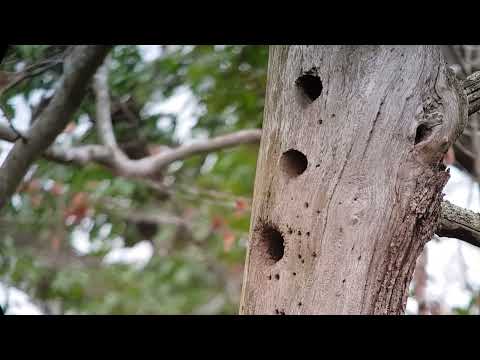 4 Flûte de pic - Spechtflöte oder Höhlenetage - Woodpecker "Flute" or breeding cavity string
