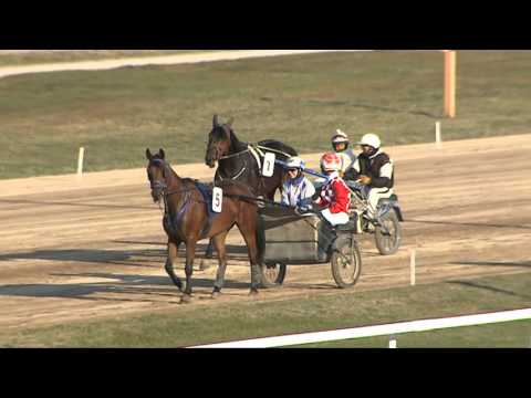 Ügető duplakocsis bemutató verseny bemelegítés