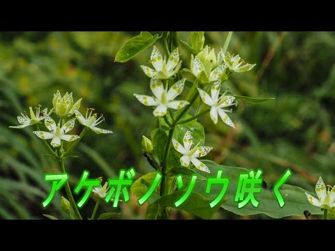 レッドカエデ「オクトーバーグローリー」 植物