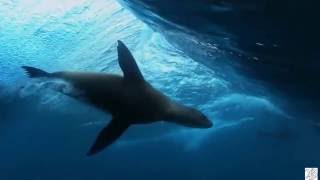 Ajda Pekkan - Cool Kadın (Mahmut Orhan Remix) Video