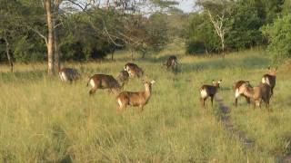 preview picture of video 'Uganda Part 10: Lake Mburu National Park'