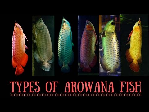 Arowana Species | Types of Arowana fish | Red Arowana | Silver Arowana   | Asian Arowana | Arowana