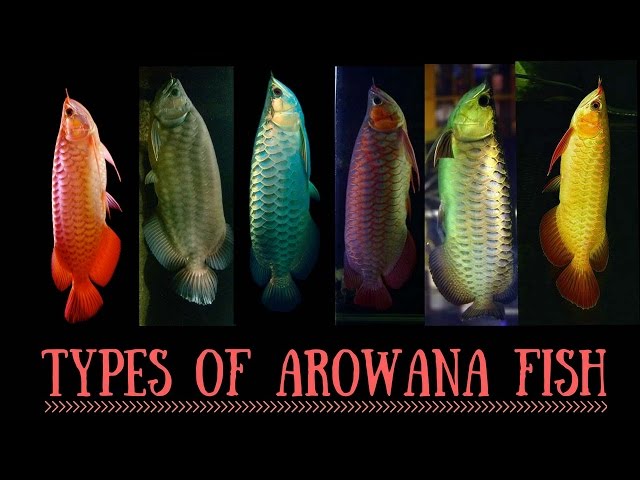 Arowana Species | Types of Arowana fish | Red Arowana | Silver Arowana   | Asian Arowana | Arowana