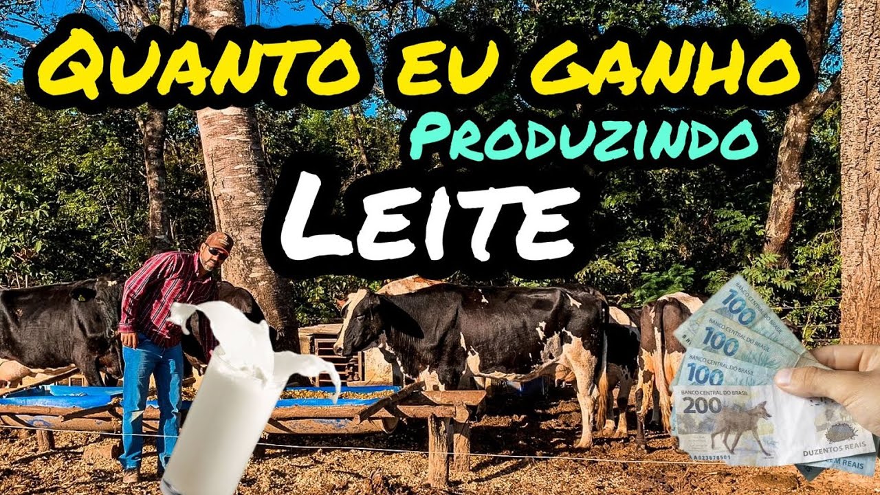 MEU LUCRO MENSAL PRODUZINDO LEITE NUM SÍTIO PEQUENO DE 3 HA COM 06 VACAS | VEJA SE VALE A PENA