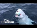 Beluga whale filmed playing 'fetch' with Rugby World Cup ball
