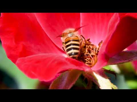 FotoZ Snap On Macro with Unverisal Adaptor  Shooting on a Bee