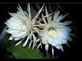 QUEEN OF THE NIGHT FLOWER