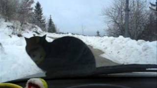 Кот на капоте