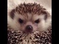 How to make an angry hedgehog happy. comment his name please.(my cashapp $Mode786 help feed my pets
