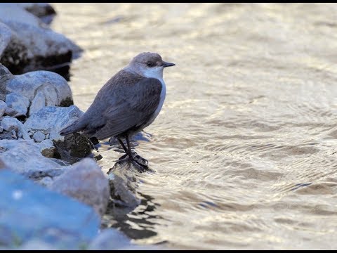 Dippers in the Altai II: Incubation