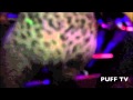PUFF TV TWERK TEAM Club Luna Mov