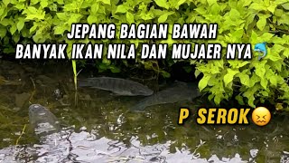 Download lagu JEPANG DAERAH BAWAH BANYAK IKAN NILA DAN MUJAER NYA🐟🐠🐬🎣 #ikan #ikannila #japan  mp3
