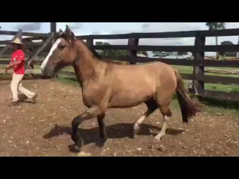 Lote 12 - BASCA BAIONETA