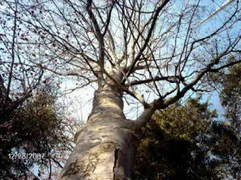 Nagold-Spaziergang mit Dave Brubeck