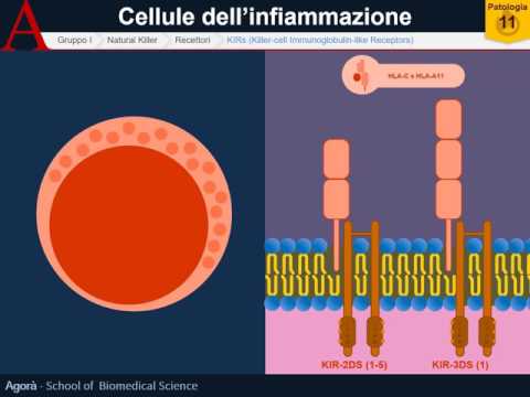 Pirogenal nel trattamento della prostatite recensioni Faecalis Enterococcus per il trattamento della prostata