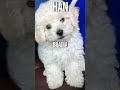 Stray Kids Pets