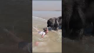 Download lagu Dog Decides to Rescue Girl Playing in Ocean mp3