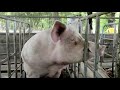Línea Maternal Tn60 Y Tn70 Topigs Norsvin