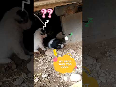 Good Times | Cute Puppies |#puppy#cutepuppy#puppylove  #streetdog#streetpuppies#streetpuppy #shorts