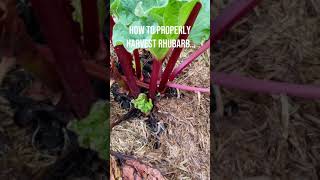 How to properly harvest rhubarb